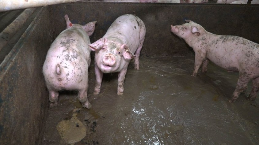 Schweinezucht-Guenthersdorf-Faekalien