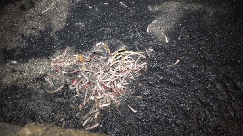 Schweinezucht-Guenthersdorf-Ringelschwaenze