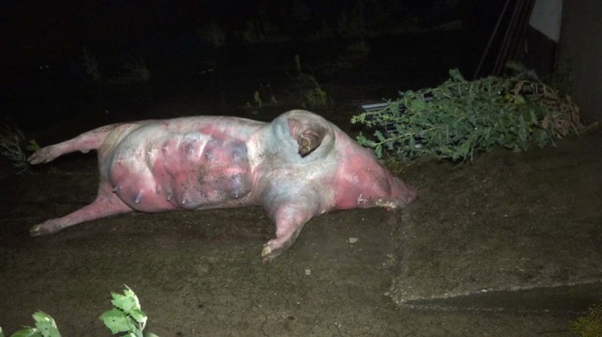 Schweinezucht-Guenthersdorf-tote-Sau