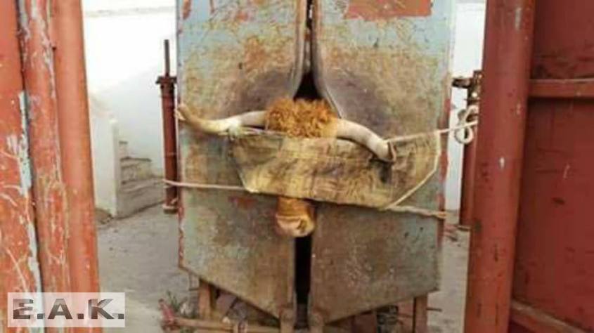 Stier aud Gillotine fixiert_o