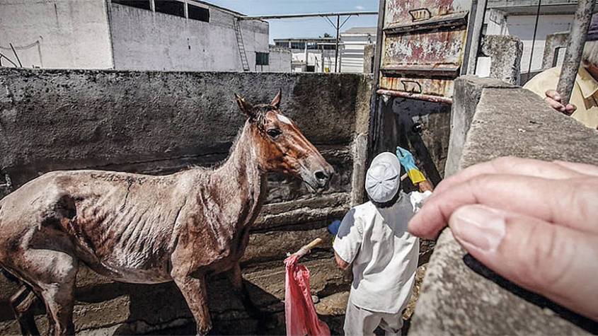 stutte blutfarmen8f604101b3