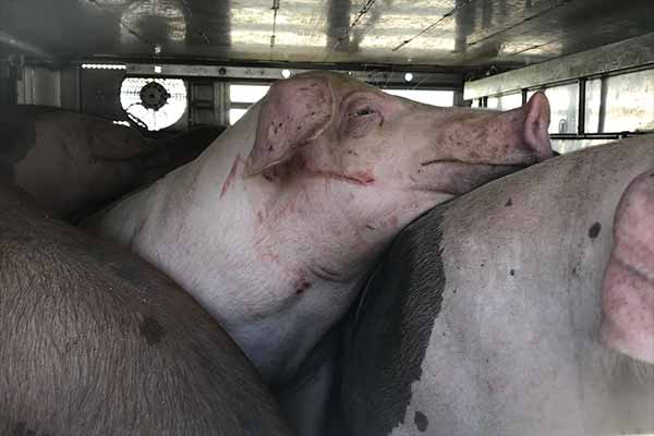 Tiertransport_Schweine_Hitze_2019_07_