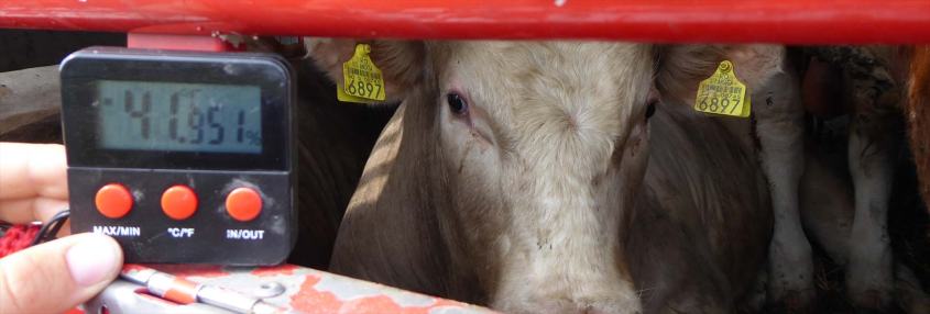 Tiertransporte_Sommer_Hitze_