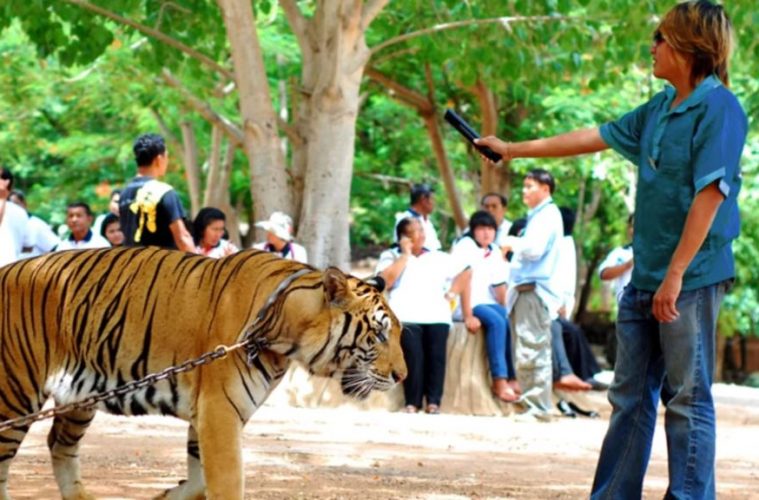 Tiger-Selfies-1024-x-576-759x500