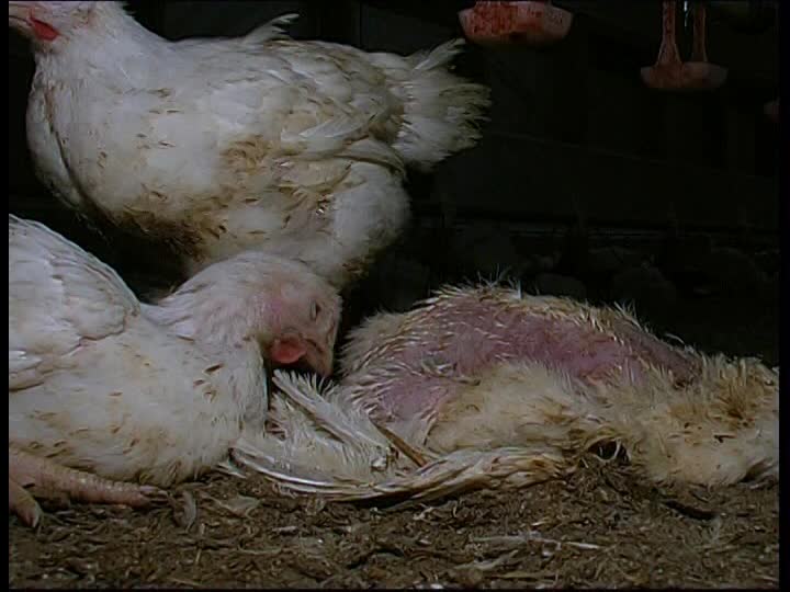 954403362-free-run-force-feeding-of-chickens-chicken-factory-deutschlandjpg
