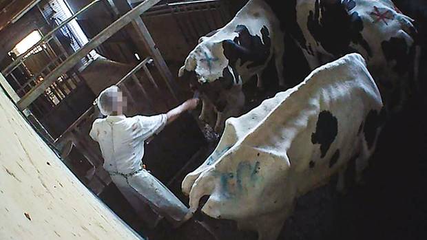 Bad Iburg abgemagerte Kühepg