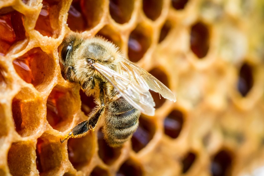 Close up of bees in a beehive on honeycomb