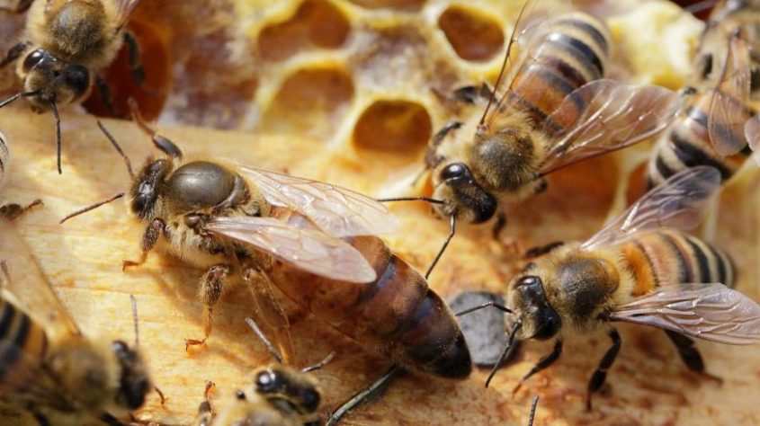 bienenkönigin-870x489
