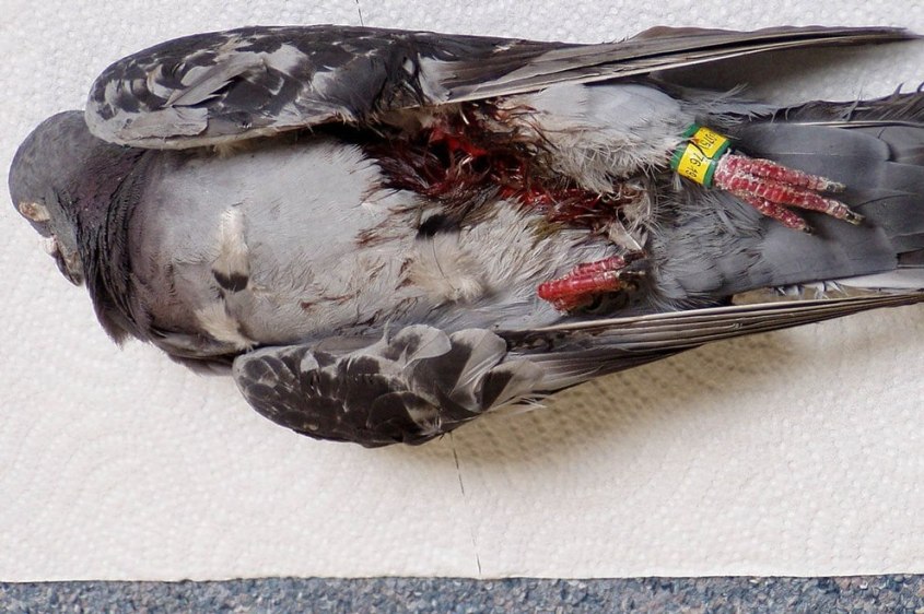 -Brieftaube-c-PETA-D