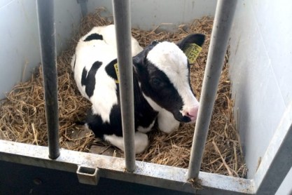 calf eoa