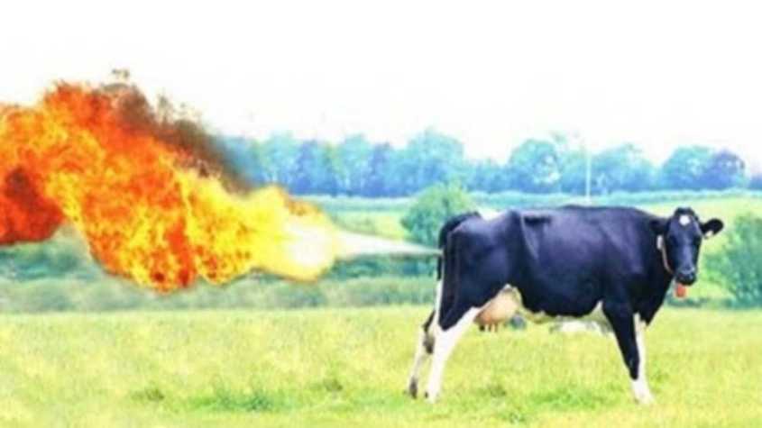 cow fart 1
