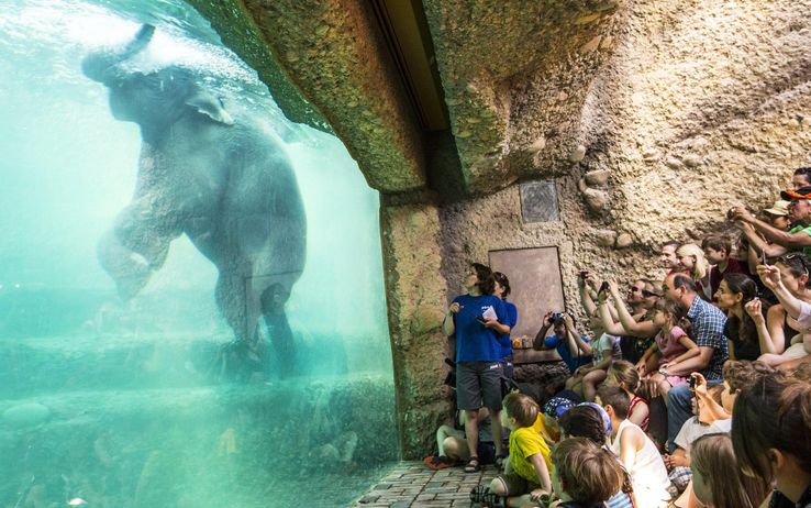 elephant unter wasser