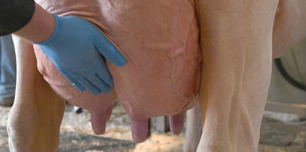 45. "Schau der Besten" und Wahl der schönsten Kuh