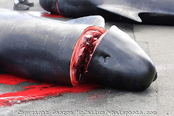 Long-finned Pilot whale hunting Faroe Islands