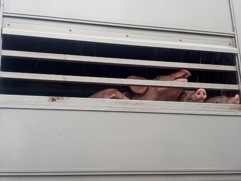 ferkel beim Transportpg