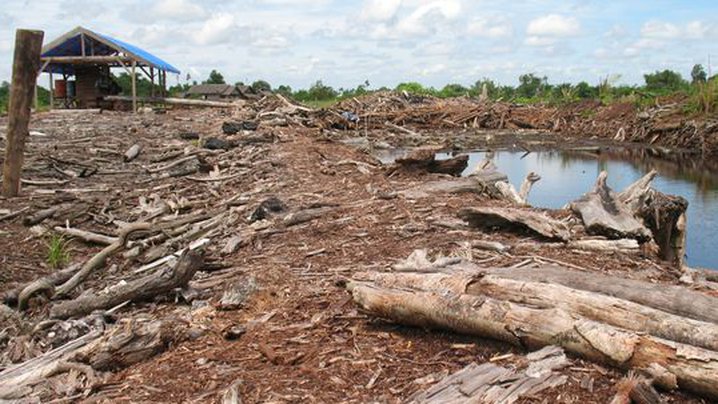 gerotteter Wald für Palmöl