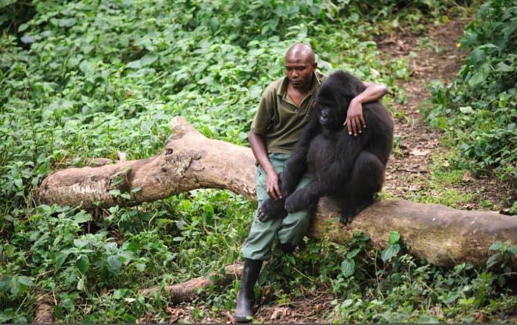 Gorilla und sein chützer_n