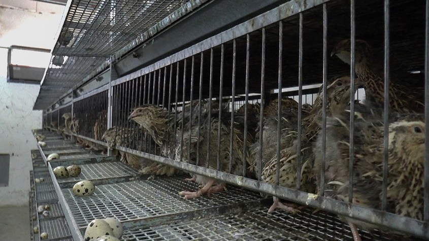 hühner in Käfigenpg