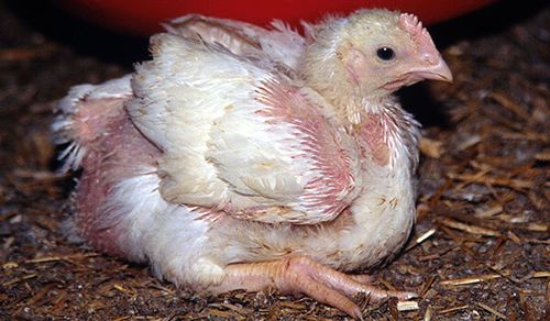 hochgezüchtetes Masthuhn_