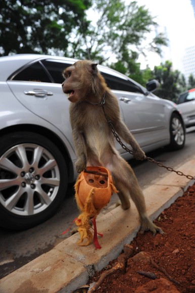 Indonesien-die-kleinen-affen