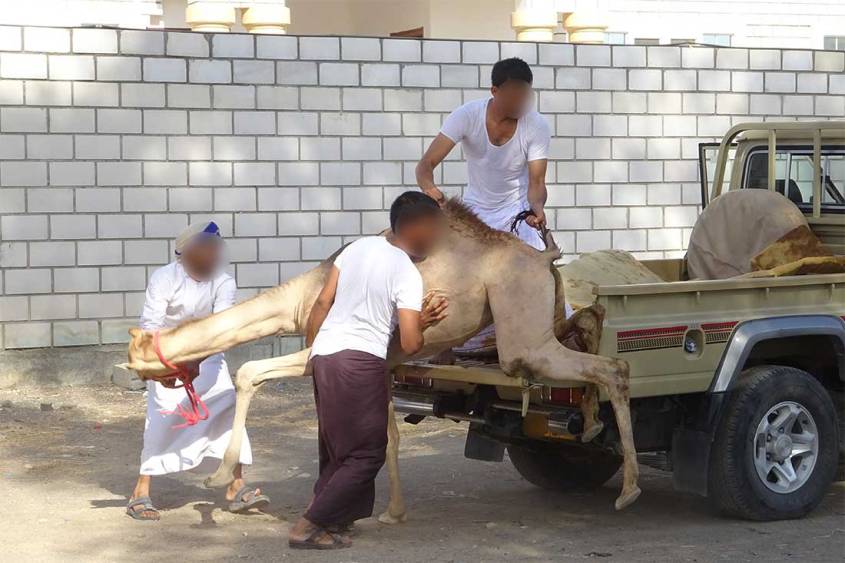 Kameltransport-keine-Rampe-zerren-BIGA-KAM