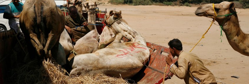 Kameltransporte_Animals_Angels_HEADER