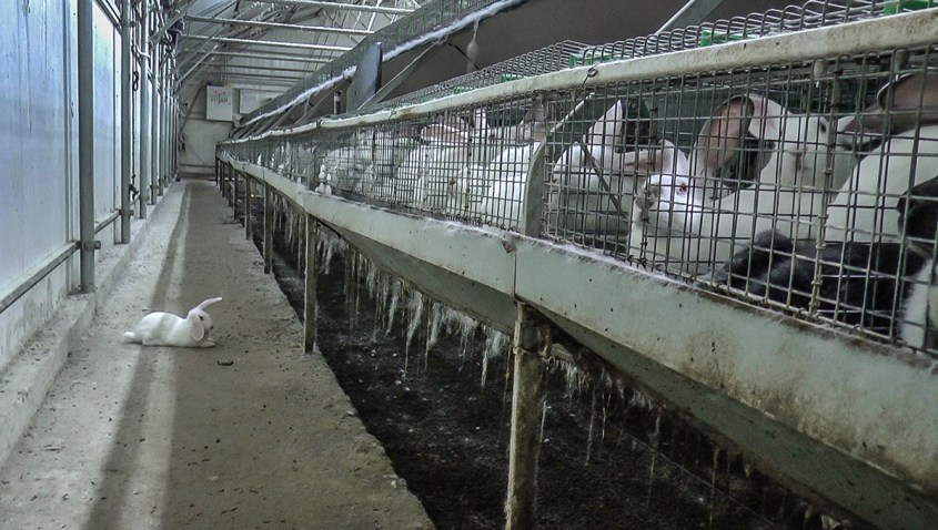 kanninchen ausser Käfig jpg