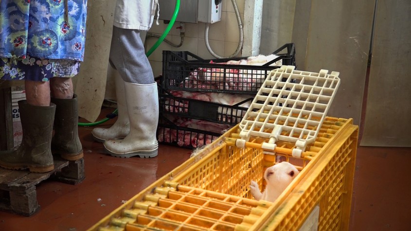 kanninchen im schlachthousepg