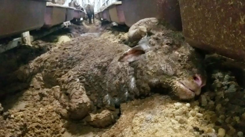 _Liveexport_Onboard_2018_