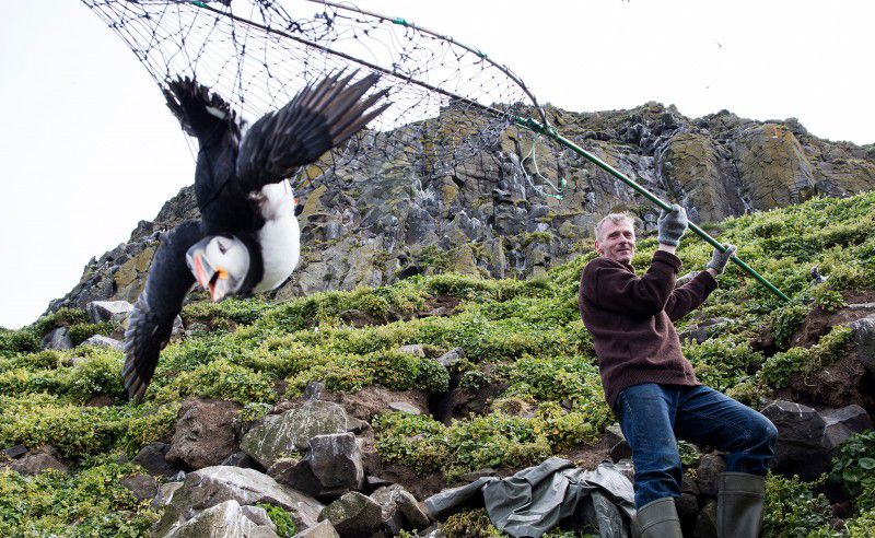 papageientaucher-hunt
