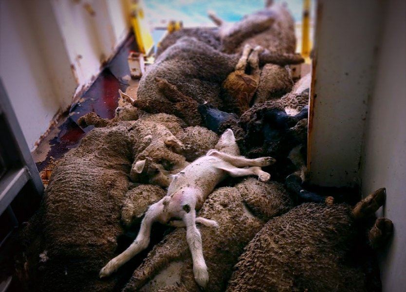 Schafe_Lämmer_Schifftransport_834.600_0_0__95