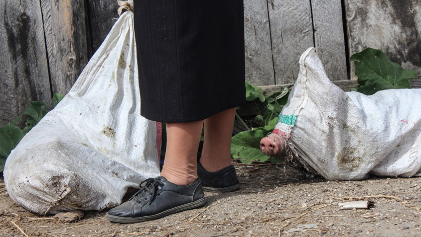 schweine in rumänischem Markt