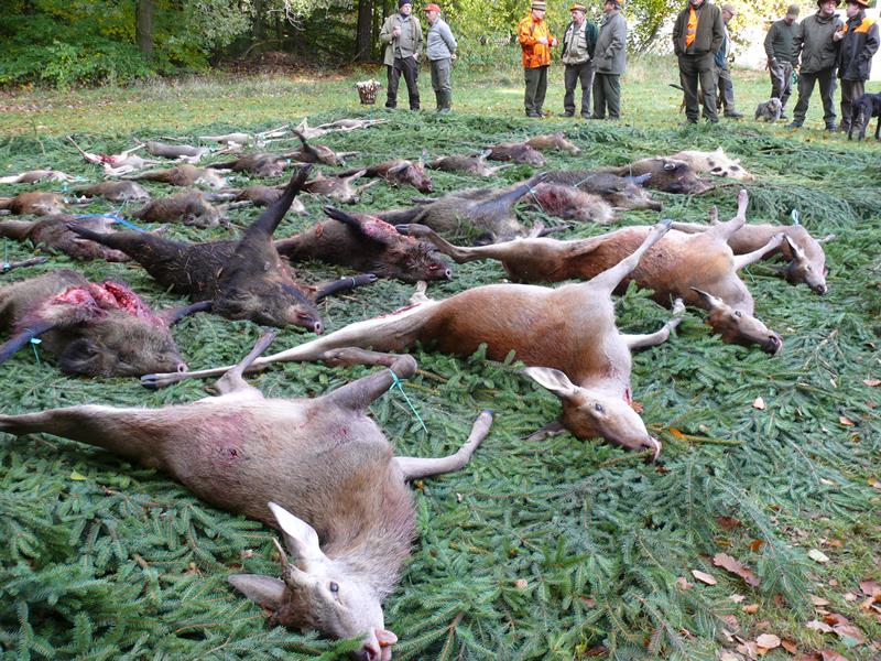 Single-Druckjagd_LiebeJagd-2019