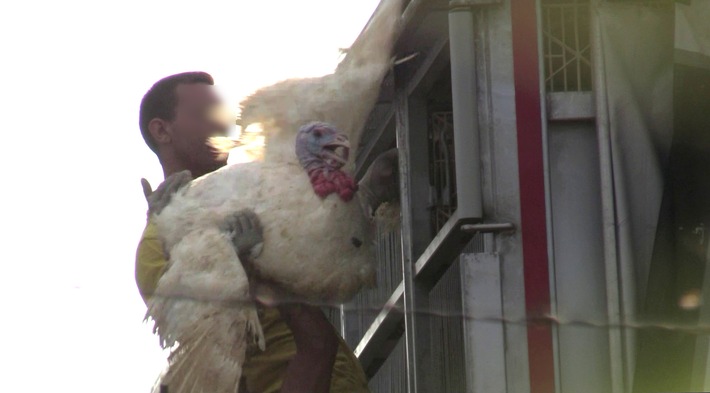 Tierqual-Transporte aus Ungarn für Schlachtung in Bayern