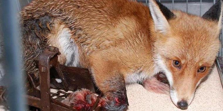 Tierquaelerei-durch-illegale-Fallen_pg