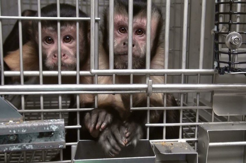 Tierversuche-Affen-NIH-054-c-free-use