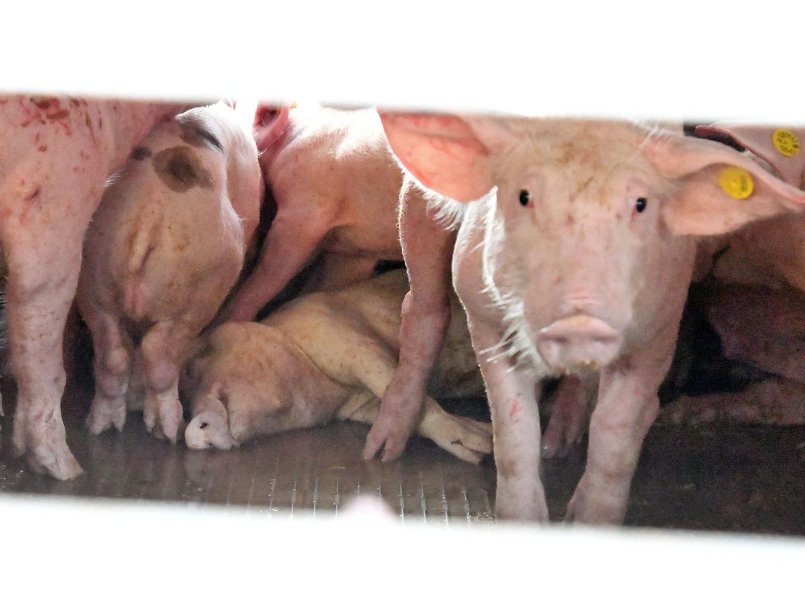 totes Ferkel Nürnbergpg