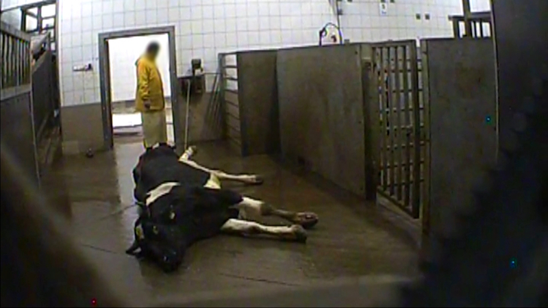 undercover. Polandpg