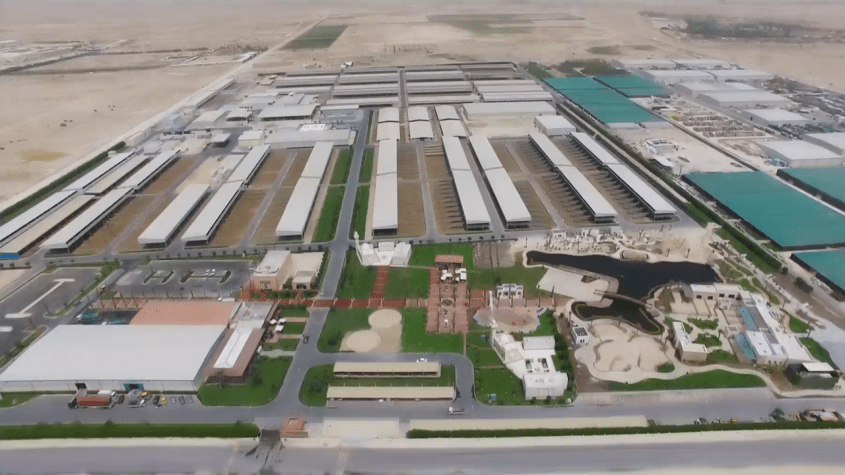 170808-bilder-katar-kuehe-102~1280x720