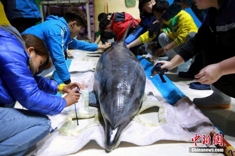 delphine für chinesischen Park