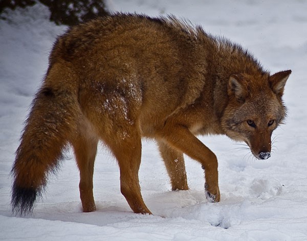 eastern coyote
