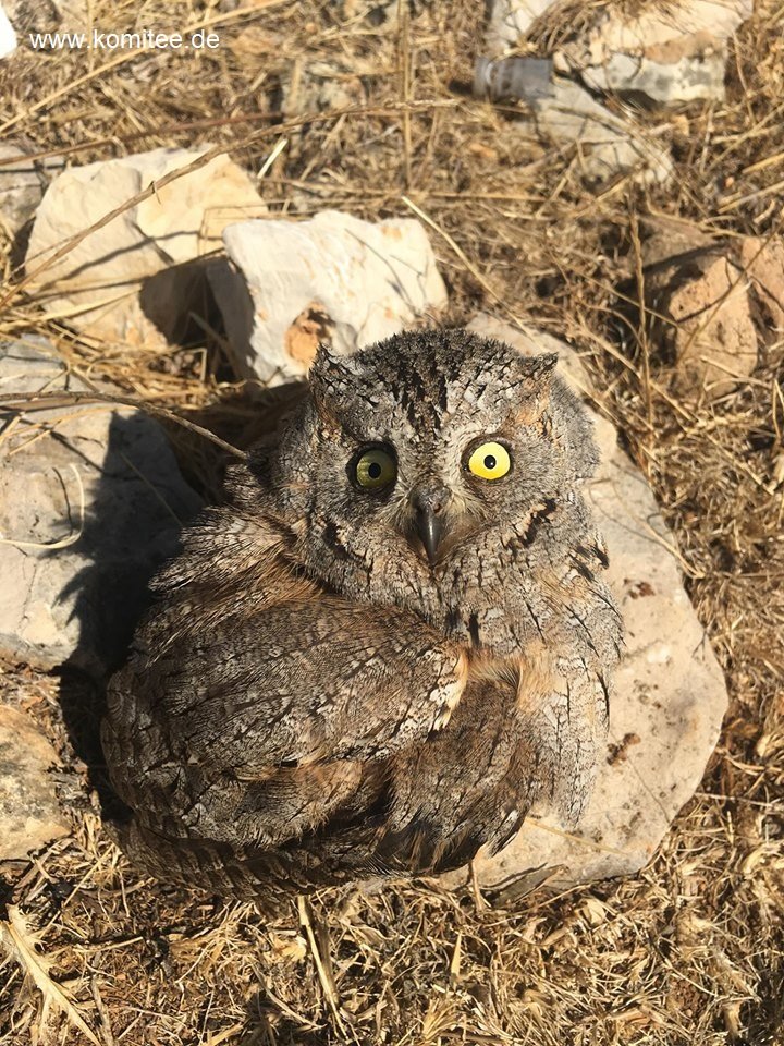 erschoßene Eule-Libanonpg