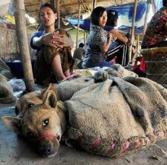 fauen und Hunde im Sack-China