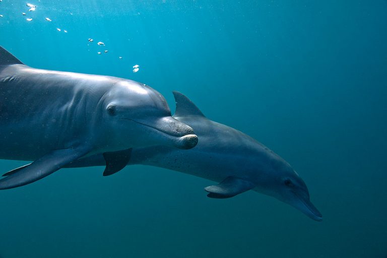 Finalist-Dolphin-Dance-by-Barbara-Louw-768x512