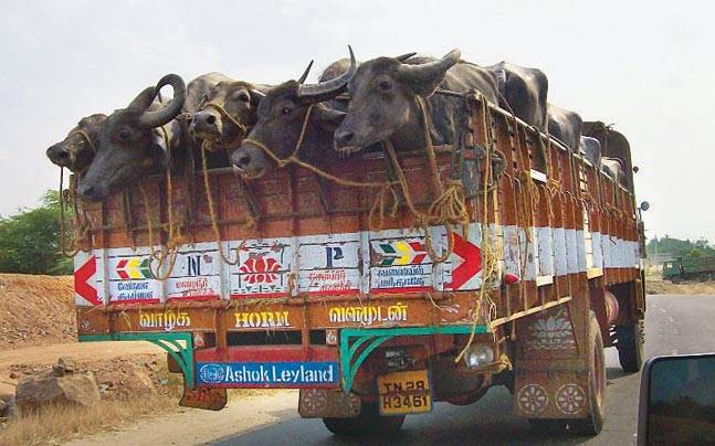 grausame Kuh Transporte- Indien jpg