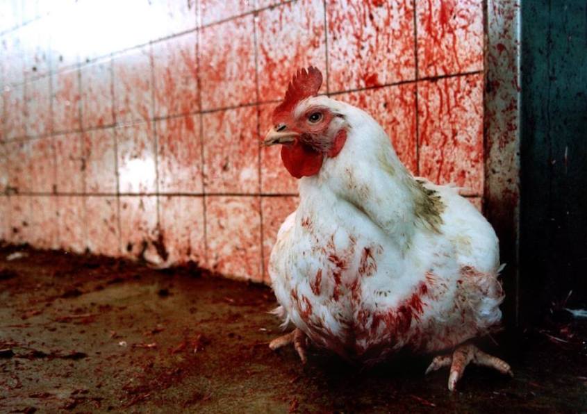 Huhn an blutiger Wandjpg