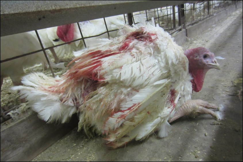 huhn massentierhaltung