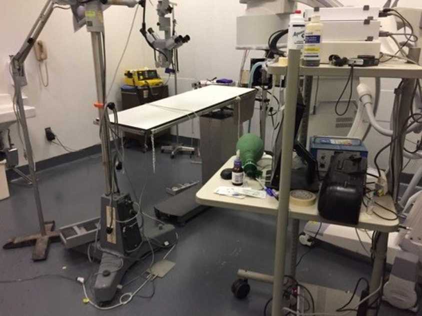 Hunde. test bankjpeg