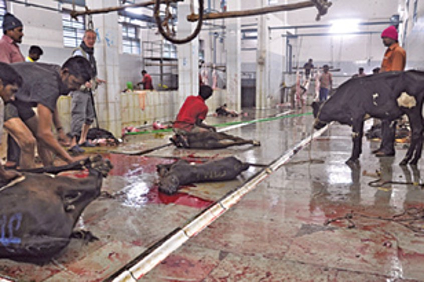 indien schlachthof pg