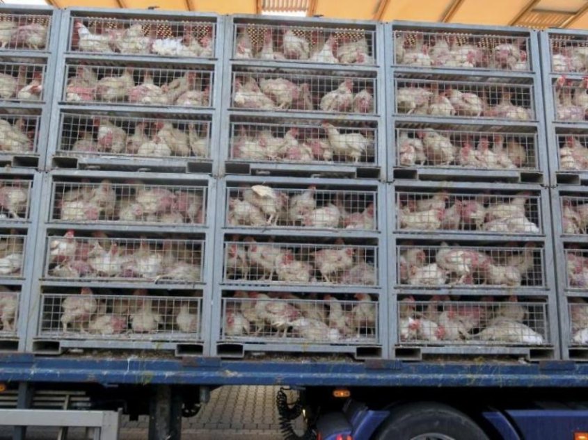 Kafige-mit-Huhnern-auf-einem-Transporter-gestapelt